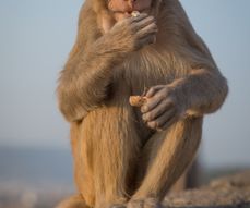 Monkey in Jaipur, India